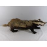 Taxidermy of a badger