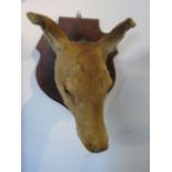 Taxidermy African animals head mounted on wooden shield