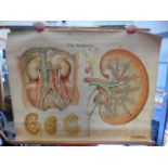 Vintage medical scroll of the kidneys