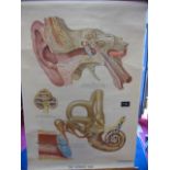 Vintage medical poster the human ear