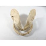 Taxidermy shark jaw