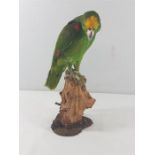 Taxidermy yellow tip parrot on a branch