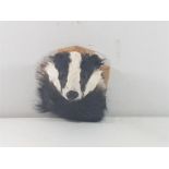 Mounted taxidermy badger head