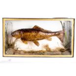 A taxidermi Rainbow Trout, presented in a glass case.