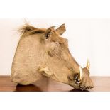 A taxidermi Wart Hog head.