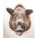 Taxidermi: boar head on a shield oak wall plaque, 55cm high.