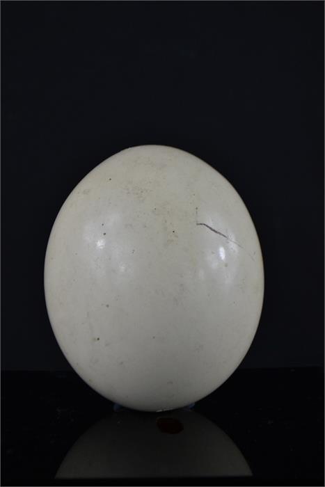 An ostrich egg.