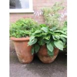 Two large terracotta garden planters containing mature plants.