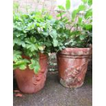 Two large terracotta garden planters containing mature plants.