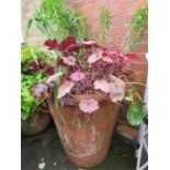 A large terracotta planter containing plant.