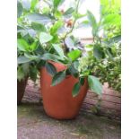 A large terracotta planter containing plant.