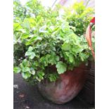 A large terracotta planter containing plant.