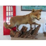 A Taxidermi fox, raised on a naturalistic base.