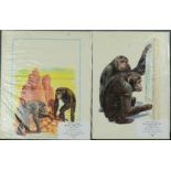 D.W. Ovenden (20th century, British): Chimpanzees, gouache on board, original book illustration.