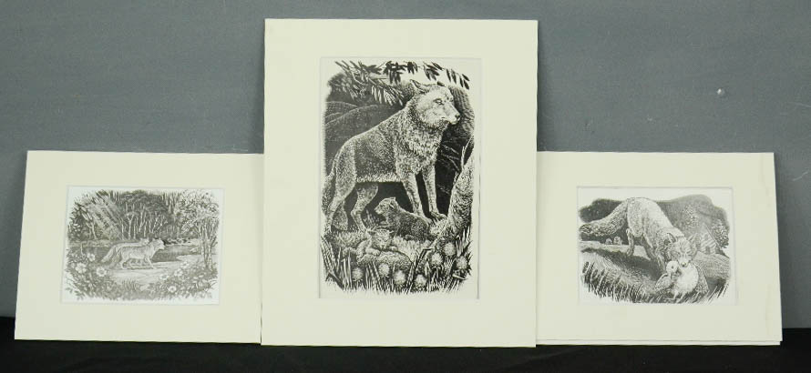 Joan Wanklyn, original ink studies, Foxes and Cubs. (3)