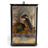 Victorian taxidermy model of a kingfisher and insects, maker AE Isted of Groombridge,