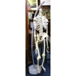 Model of a skeleton on stand.