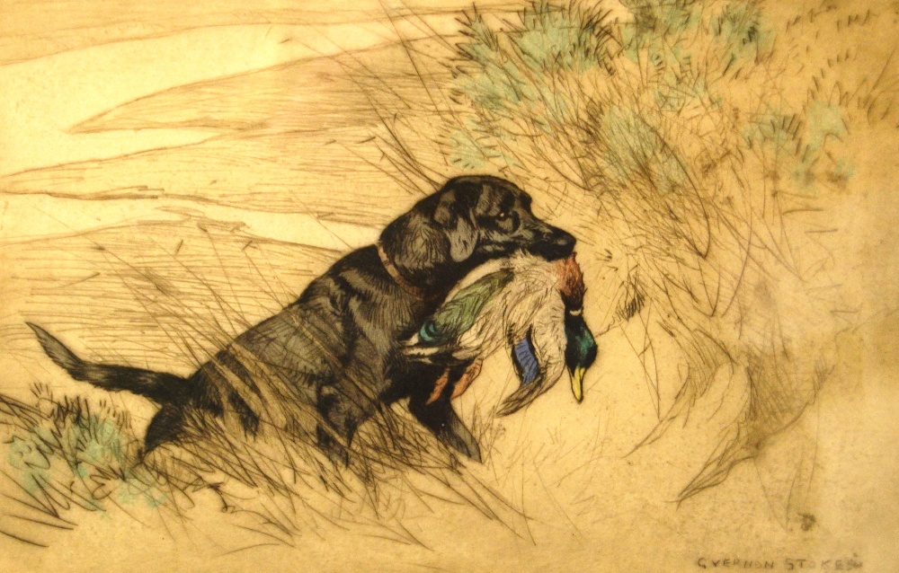GEORGE VERNON STOKES (1873 - 1954) Labrador retrieving a duck Signed in pencil, coloured etching,