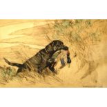 GEORGE VERNON STOKES (1873 - 1954) Labrador retrieving a duck Signed in pencil, coloured etching,