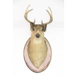 A 20th century taxidermy stags head, with four prong antlers,