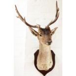 A 20th century taxidermy stags head, on shield shaped back plate, dated 23rd Sept 1989 verso, 30cm,