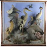 A very large late 19th century taxidermy bird group, comprising two herons, a grebe, a bittern,