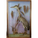 A taxidermy heron within glazed case, 88cm high, 58cm wide,