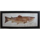 F Mills, Watercolour on paper, A trout - 'Caught, Lough Mask, by Frank Mills, June 29th 1908,