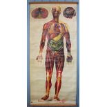 A St John's Ambulance anatomical teaching aid depicting a full length figure showing internal