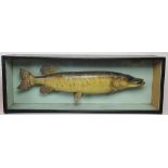 An Edwardian taxidermy pike, in ebonised case, with label 'Pike caught by A.