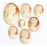 A collection of seven carved shell cameos, each oval disc depicting a portrait of a lady,