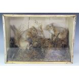 A late Victorian taxidermy group of two squirrels, in pine case,