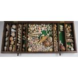 CONCHOLOGY- A collection of shells within a glazed collectors drawer,