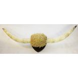 A large pair of white buffalo horns, mounted upon a shield back,