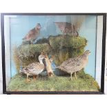 An early 20th century taxidermy group, of a duck, partridge and other game birds, in ebonised case,