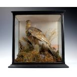 A late 19th century taxidermy Grouse (Tetraoninae), displayed within a glazed case,