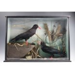 An early 20th century taxidermy group of two Choughs (Pyrrhocorax),