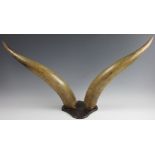 A pair of bovine horns, on shield shaped back plate, 92cm wide,