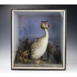 An Edwardian taxidermy Grebe, in naturalistic setting, in ebonised pine case,