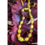 A graduated 'butterscotch' amber bead necklace, largest 2.2cm wide, smallest 8mm wide, weight 61.