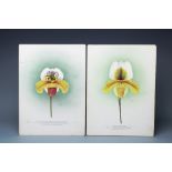 E Shaw - early 20th century, Pair of botanical watercolours,