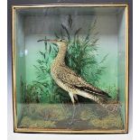 An Edwardian taxidermy Whimbrel, in glazed case with naturalistic setting,