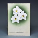 F Bolas - early 20th century, Botanical watercolour, Study of three orchids - Odonto Crispum,