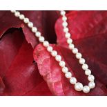 A graduated single strand untested pearl necklace,