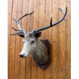 An Edwardian taxidermy stags head, ten point, on oak shield shaped back plate,