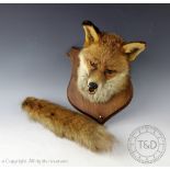 A taxidermy foxes mask and brush mounted on to oak shield shape back