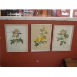 After Pierre Joseph Redoute. Three stipple engravings from "Les Roses". 'Rosa Gallica', 28.5 x 38.