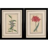 Four antique hand-colored flora engravings by F. Sansom Sculp. South. Edwardsdel 1801 Pub. By T.