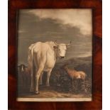 Big engraving 'Le Boeuf Blanc par Paulus Potter grave par A. Radl'. 18th century. In mahogany list.