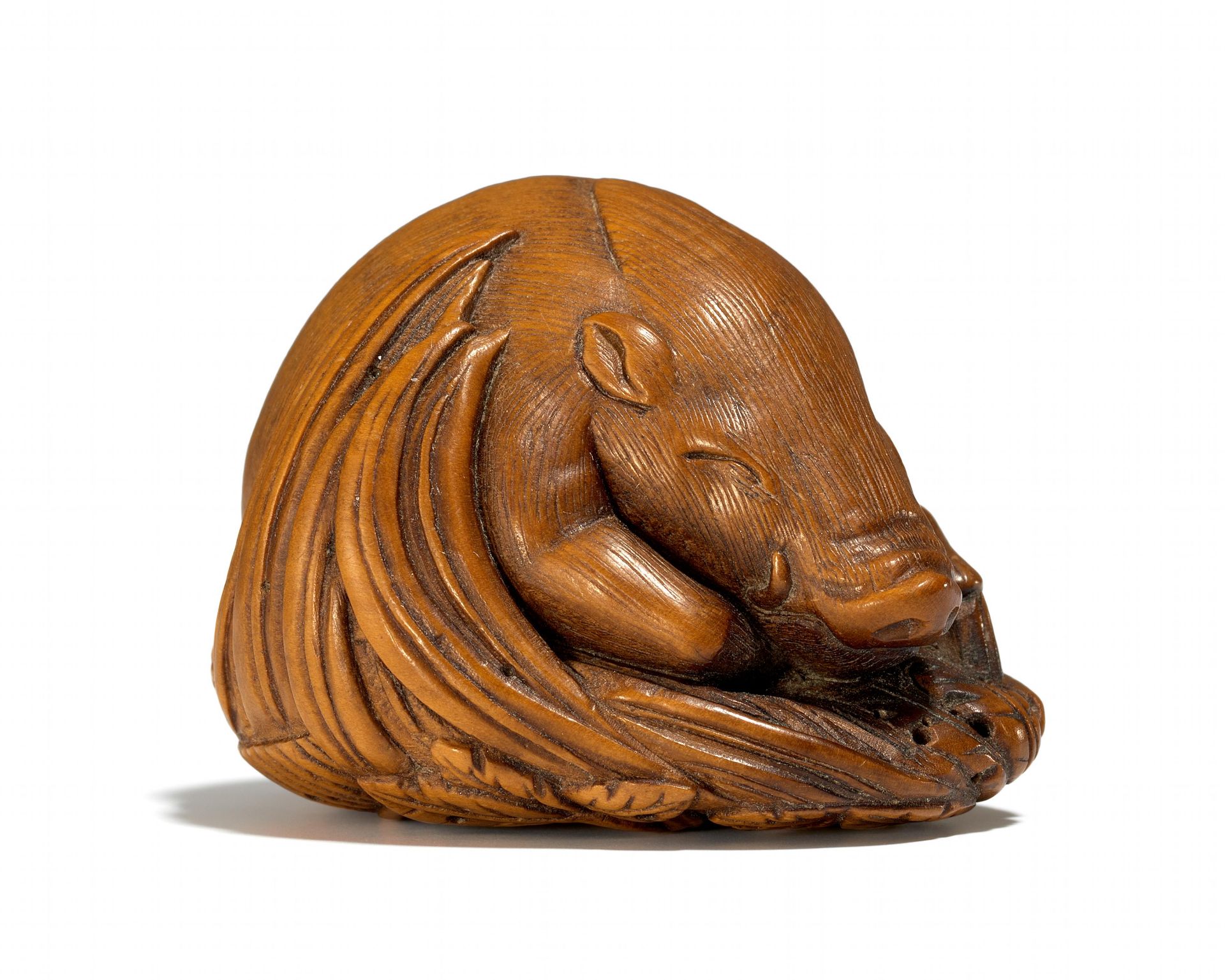 NETSUKE: JUNGER EBER. Japan. Edo-Zeit. Japanischer Kuchenbaum (cercidiphyllum japonicum), fein